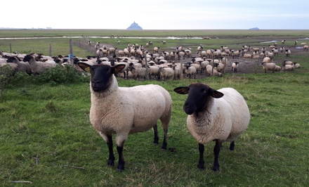 moutons huisnes-sur-mer